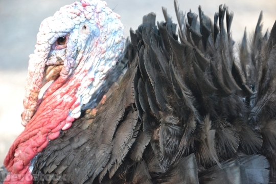 Devostock Turkey Poultry Living Nture 4K