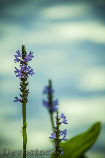 Devostock Water Flower Purple Blue 3898 4K.jpeg
