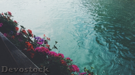 Devostock Water Flowers River 23455 4K