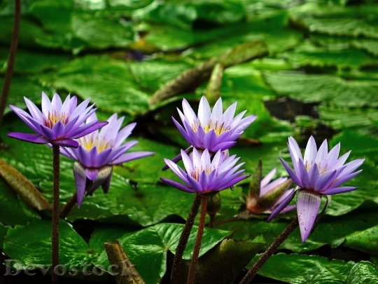 Devostock Water Lily Flower Pond Aquatic 5415 4K.jpeg