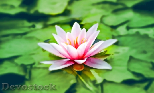Devostock Waterlily Pink Water Lily Water Plant 15865 4K.jpeg