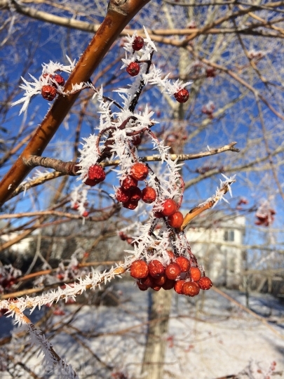 Devostock Winter Berries Berr Red 4K