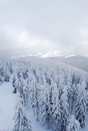 Devostock Winter Mountains ForestTree 4K