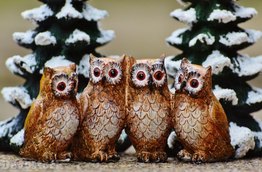 Devostock Winter Owls Cute Swet 0 4K