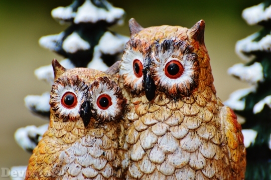 Devostock Winter Owls Cute weet 4K