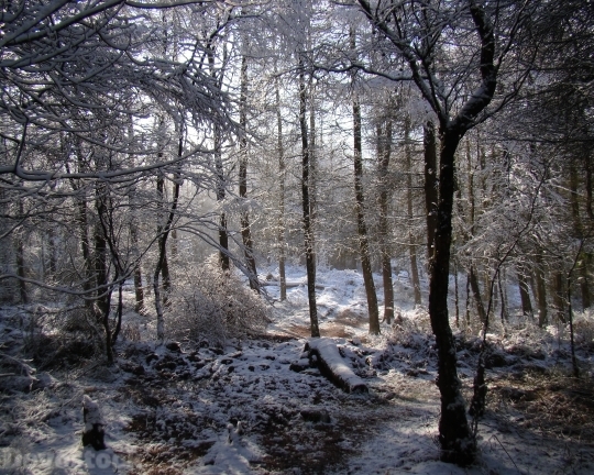 Devostock Winter Scene Woodland Frest 4K