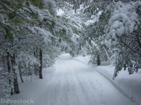 Devostock Winter Snow ForestWood 4K