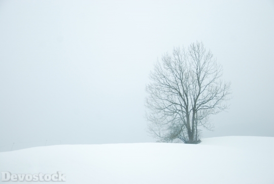 Devostock Winter Snow Trees Whte 0 4K