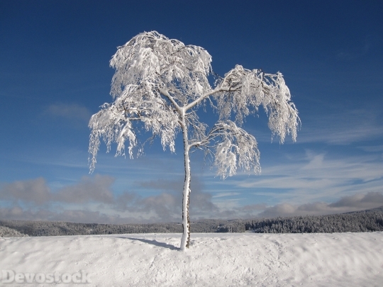 Devostock Winter Snowy Tree Chritmas 4K