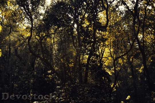 Devostock Wood Dawn Landscape 104620 4K