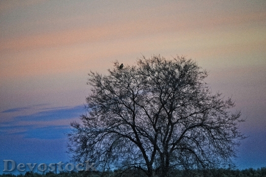 Devostock Wood Dawn Landscape 92241 4K