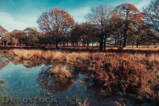 Devostock Wood Dawn Landscape 95017 4K