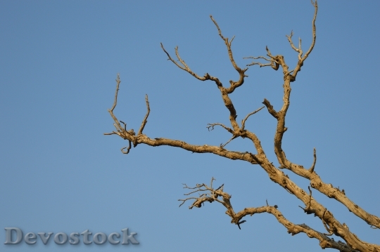 Devostock Wood Dry Branches 76052 4K