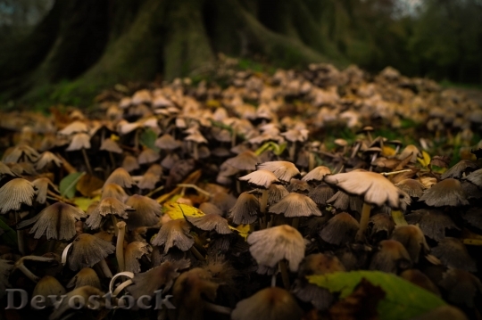 Devostock Wood Forest Autumn Mushoms 4K