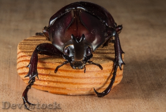 Devostock Wood Insect Beetle 6501 4K