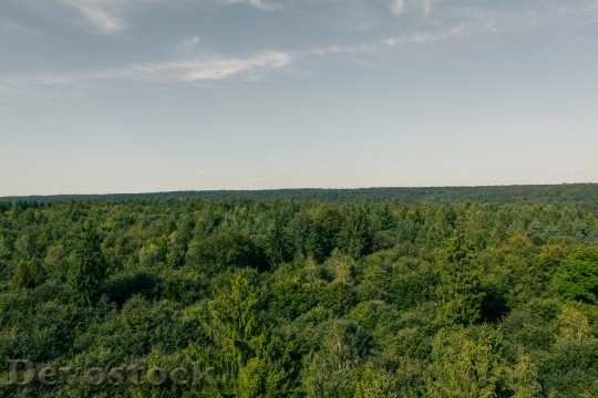 Devostock Wood Landscape Nature 14180 4K
