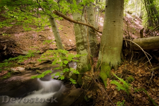 Devostock Wood Landscape Nature 40957 4K