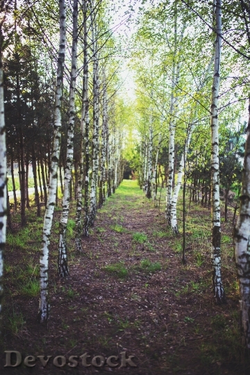 Devostock Wood Light Forest Trees 4K