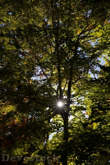 Devostock Wood Light Landscape 21101 4K