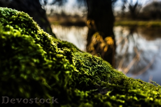 Devostock Wood Light Landscape 36282 4K