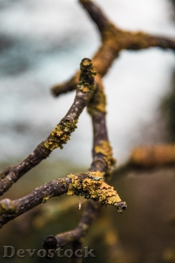 Devostock Wood Moss Blur 121120 4K