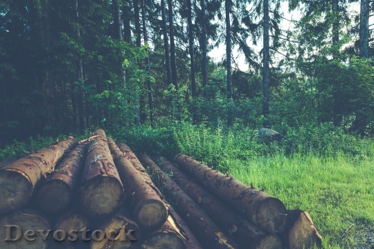 Devostock Wood Nature Forest 11339 4K