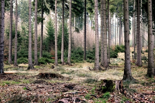 Devostock Wood Nature Forest ees 4K