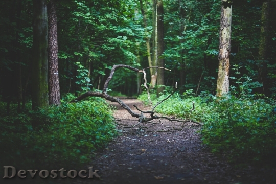 Devostock Wood Nature Forest Path 4K
