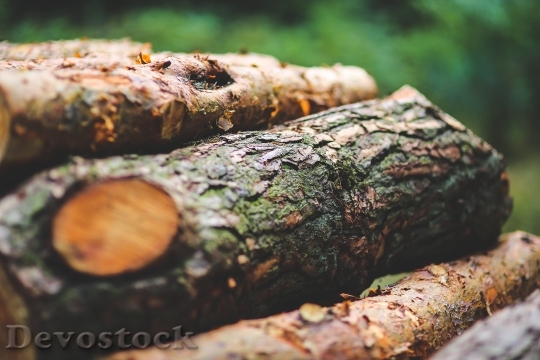 Devostock Wood Nature Forestree 4K