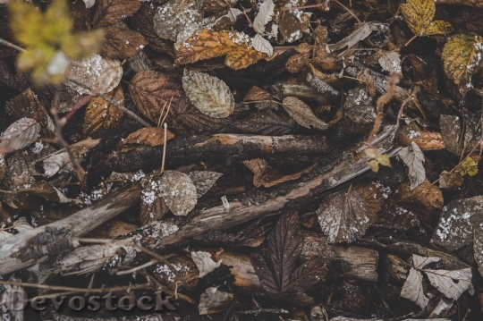 Devostock Wood Texture Leaves 69880 4K