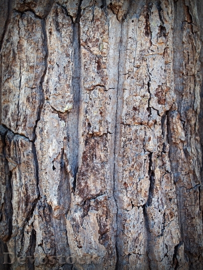 Devostock Wood Texture Trunk 21642 4K