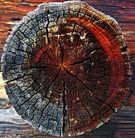 Devostock Wood Texture Trunk 32533 4K