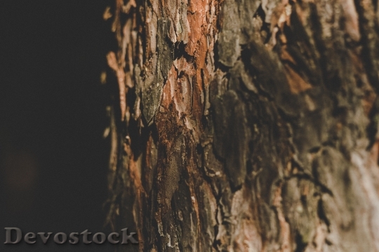 Devostock Wood Texture Trunk 69938 4K