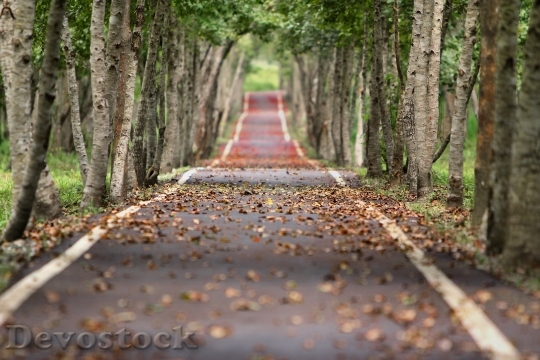 Devostock Woodland Road Falling Leaf Natural 537 4K.jpeg