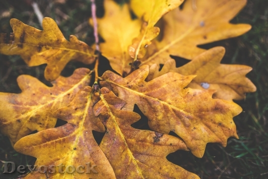 Devostock Yellow Leaf Leaves Aumn 4K