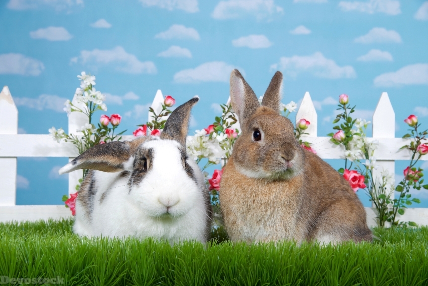 Devostock brown dwarf rabbit sitting in green grass next to white and brow
