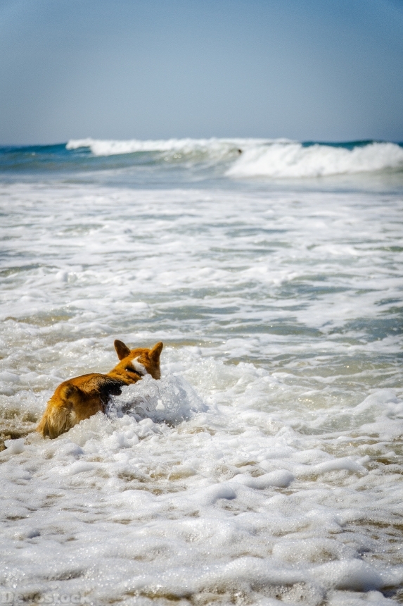 Devostock Action Animal Photography Beach Cat 4k