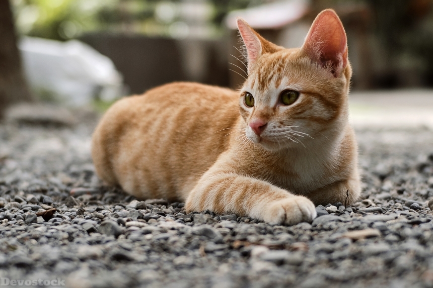 Devostock Adorable Animal Cat Outdoor Stones 4k