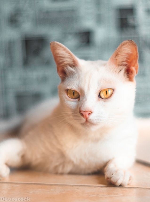 Devostock Adorable Animal Cat White 4k