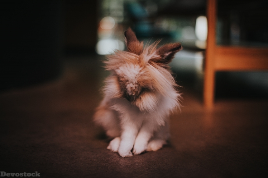 Devostock Adorable Animal Photography Fluffy Dog 4k