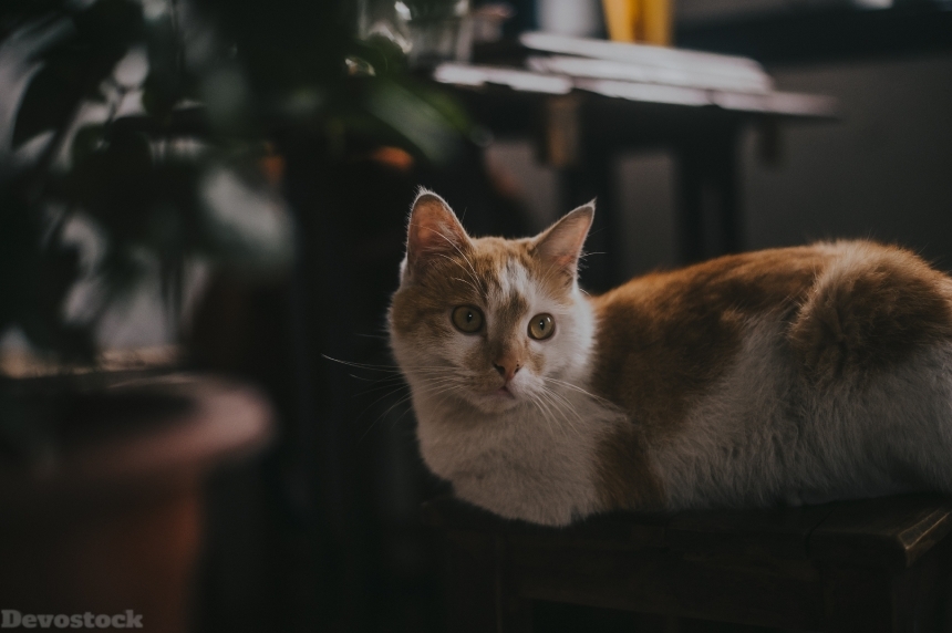Devostock Adorable Animal Photography Indoor Cat 4k