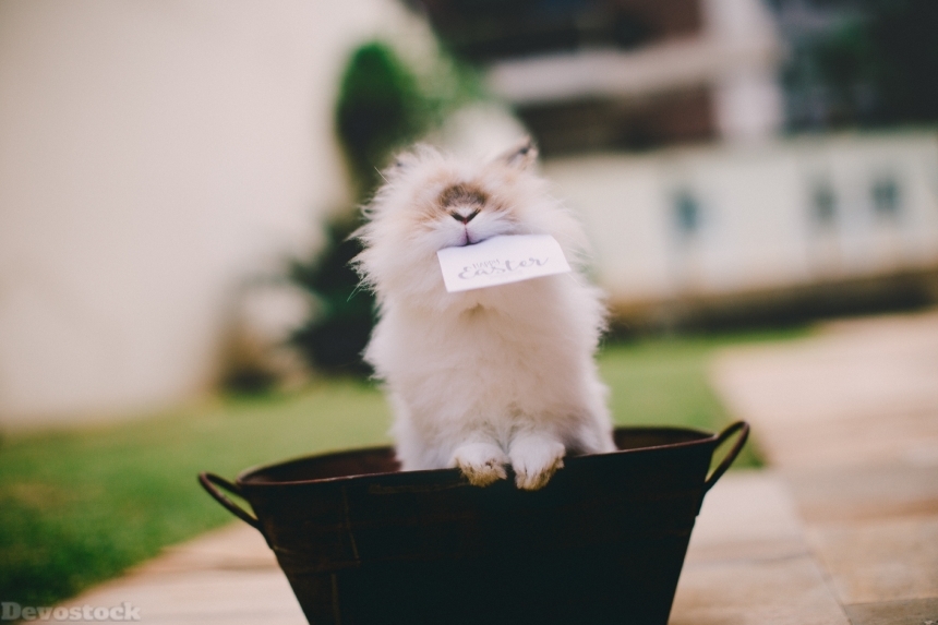 Devostock Adorable Animal Photography Lionhead Rabbit 4k