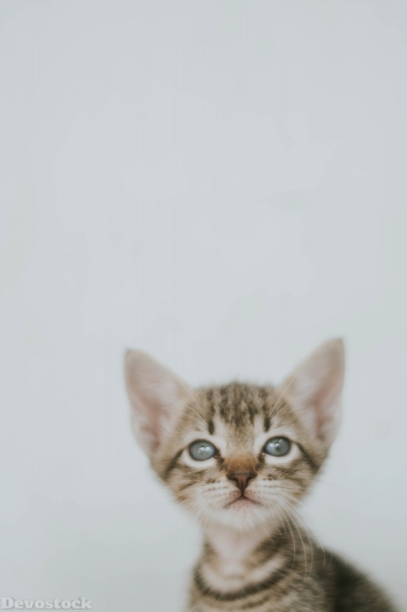 Devostock Adorable Animal Photography Little Cat 4k