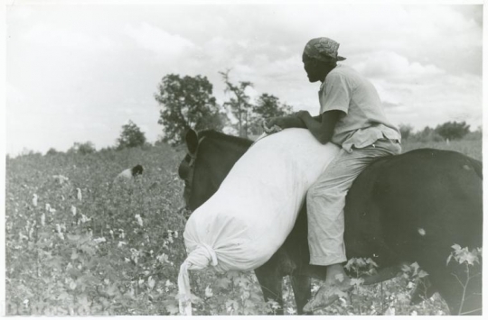 Devostock African American Cotton Plantation 4K