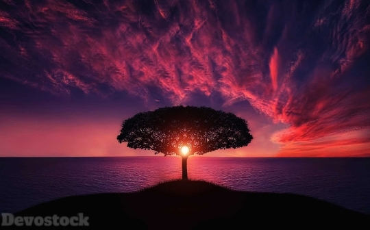 Devostock Amazing Animal BeautifulNature Sunset Huge Tree 4k