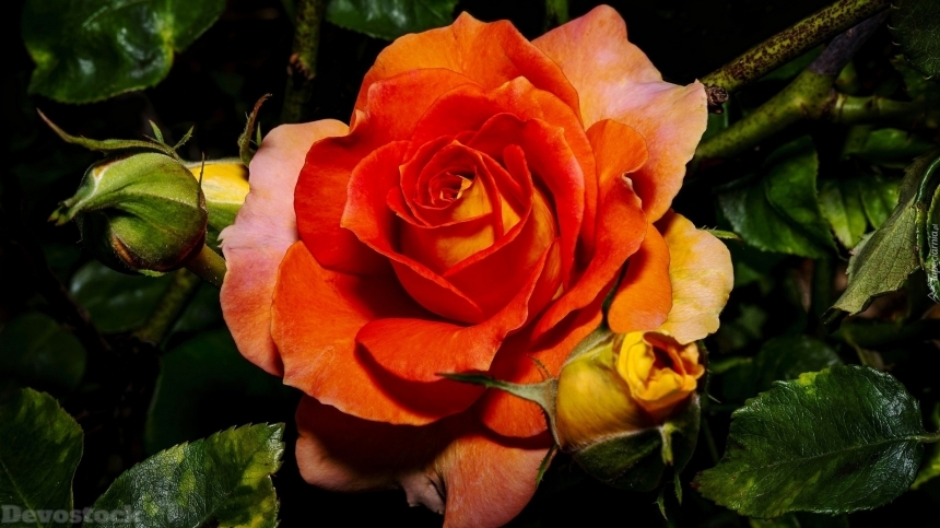 Devostock An Unfolded Rose With Buds 4K