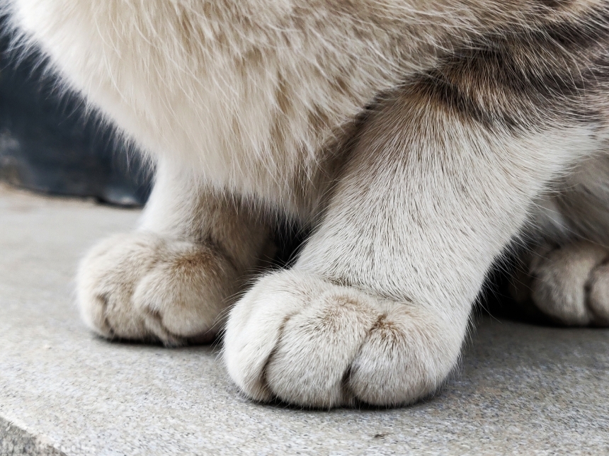 Devostock Animal Animal Photography Cat Feet 4k