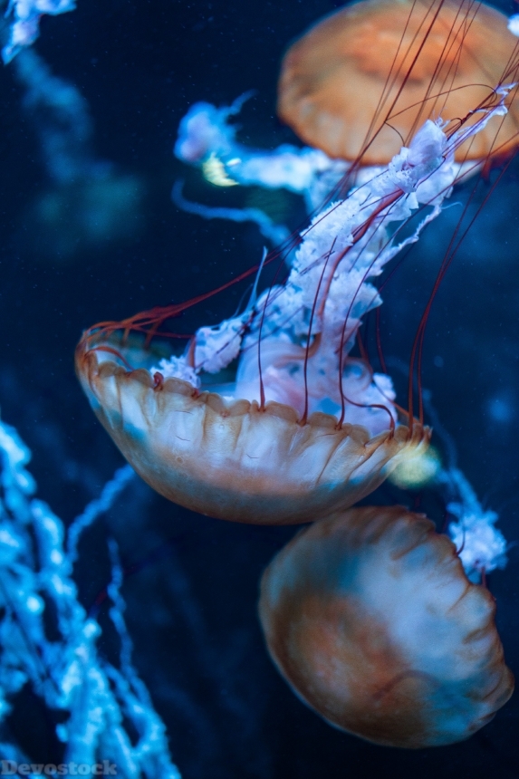 Devostock Animal Aquarium Aquatic Animal Jellyfish 4k