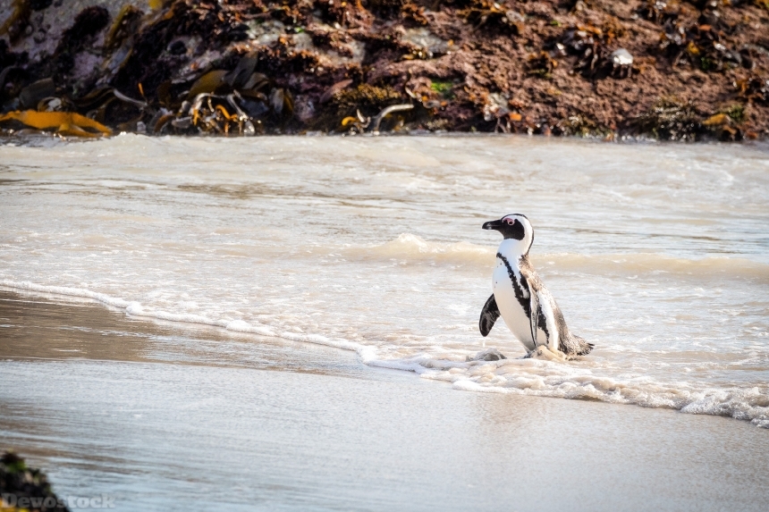 Devostock Animal Avian Beach Penguin 4k