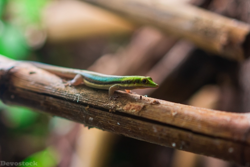 Devostock Animal Bamboo Blur Lizard4k